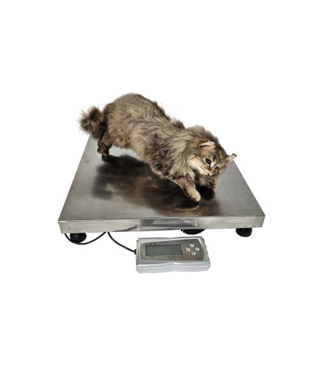 Pet Floor Weighing Scale Digital